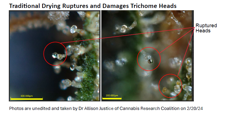 Trichome Preservation 2