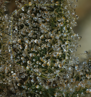 CRC Research_Flower