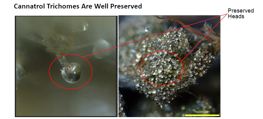 Trichome Preservation